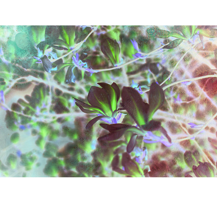 Fototapete Orchidee magnolienblütenexplosion - TenStickers