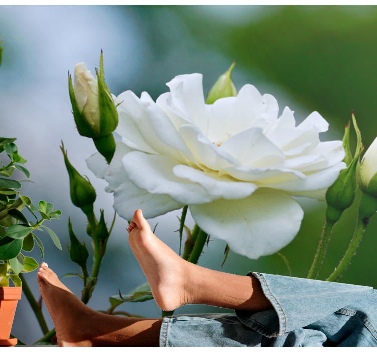 Fototapete Blumen elegante weiße rose - TenStickers