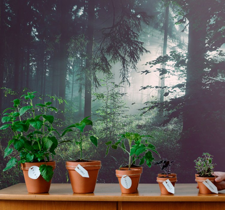 Fototapete natur grünes waldlandschaft - TenStickers