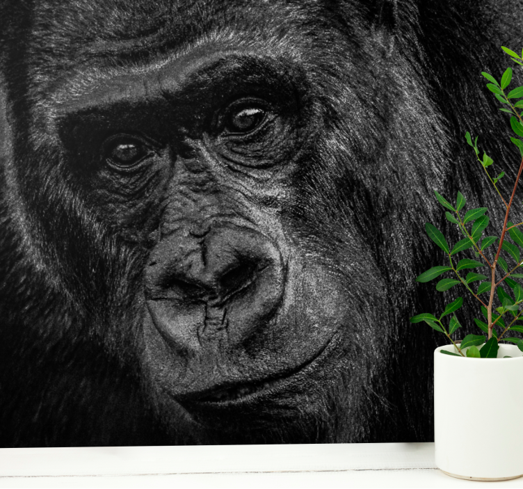 Fototapete tiere gorilla nahaufnahme - TenStickers