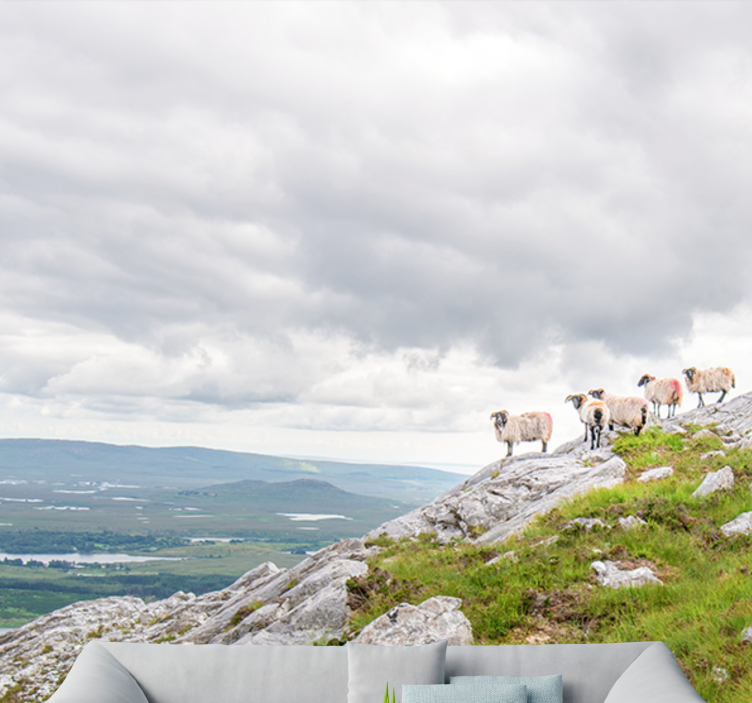 Fototapete tiere lämmer auf den hängen - TenStickers