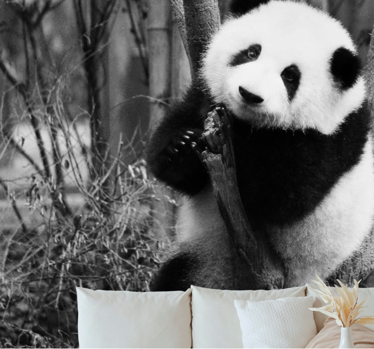 Fototapete tiere panda auf baum - TenStickers