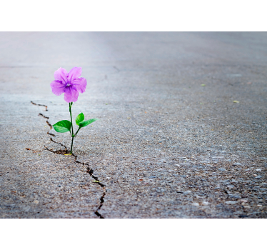 Fototapete lila Blume 3D - TenStickers