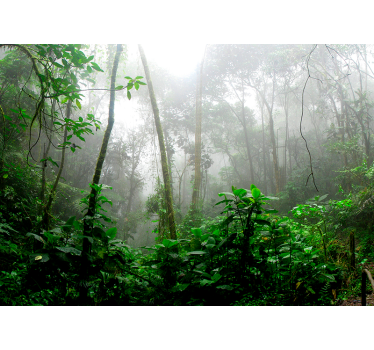 Dunkler Dschungel Natur Wand Fototapete - TenStickers