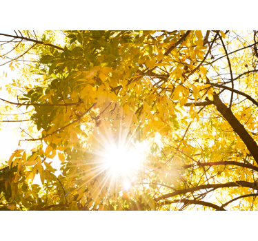 Sonnenlicht im Wald Natur Fototapete - TenStickers