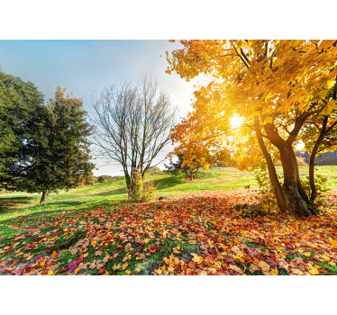 Herbstlicher Morgen Wald Natur Fototapete - TenStickers