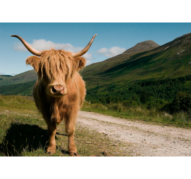 Fototapete Schottische Highland Kuh - TenStickers