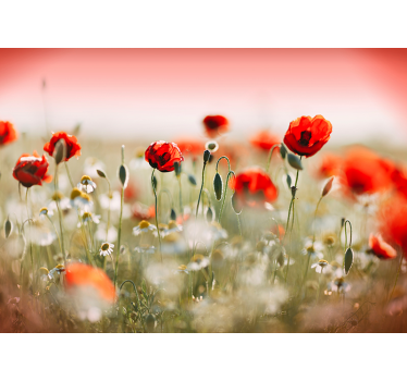 Mohnfeld Landschaft Fototapete - TenStickers