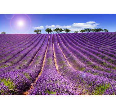 Lavendel Feld Landschaft Fototapete - TenStickers