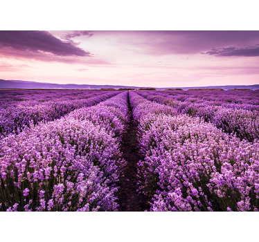 Provence lavendel wandtapete - TenStickers