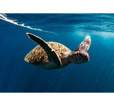 Schildkröte unterwasser Tier fototapete - TenStickers