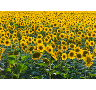 Riesiges Sonnenblumenfeld Fototapete - TenStickers
