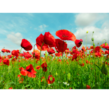 Riesiges Mohnfeld Blumen Natur Fototapete - TenStickers
