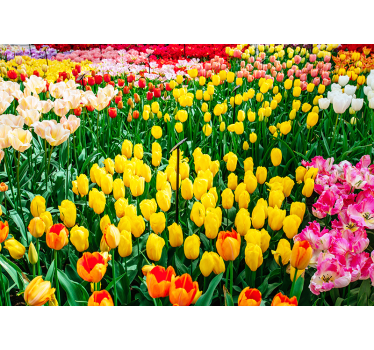 Bunte Tulpen Blumen Fototapete - TenStickers
