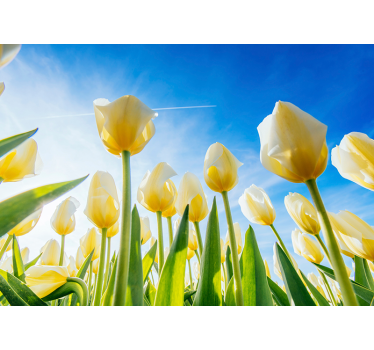 Weiße Tulpen Landschaft Blumen Fototapete - TenStickers