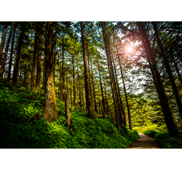 Sonniger Wald Natur Fototapete - TenStickers