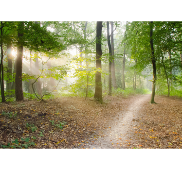 Atemberaubender Wald Fototapete Natur - TenStickers