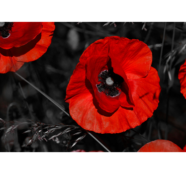 Blüte Mohn Blume Fototapete  - TenStickers