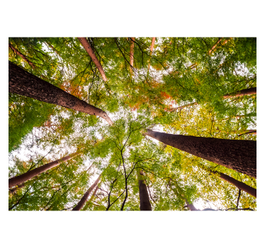 Große Bäume in Wald Landschaft Fototapete - TenStickers