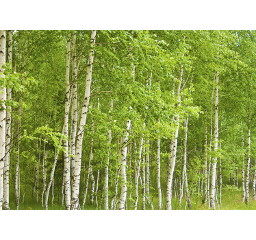 Tapete Wohnzimmer Fototapete Birkenwald Bäume - TenStickers
