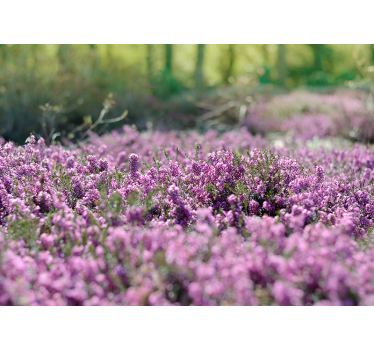 Fototapete Schlafzimmer blühende Blumenheide - TenStickers