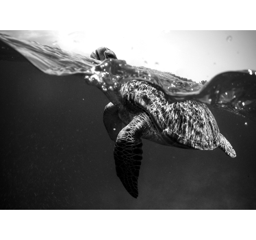Fototapete Badezimmer schwarzweiss Schildkröte - TenStickers