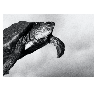 Büro Tapete Schwarz-Weiß Schildkröte - TenStickers