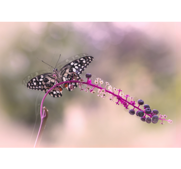 Fototapete Blumen schmetterling auf blume - TenStickers