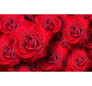 Fototapete Rosen rote blühende Rosen - TenStickers