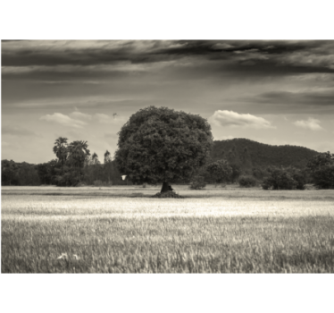 Fototapete Baum verlassener baum umgebung - TenStickers
