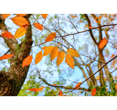 Fototapete Baum herbstblätter zweig - TenStickers