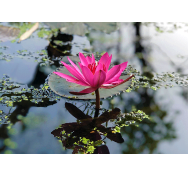 Fototapete Mohnblumen eleganter rosa lotus - TenStickers