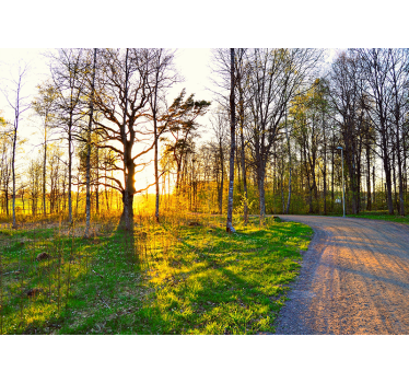 Fototapete natur sonniger waldweg - TenStickers
