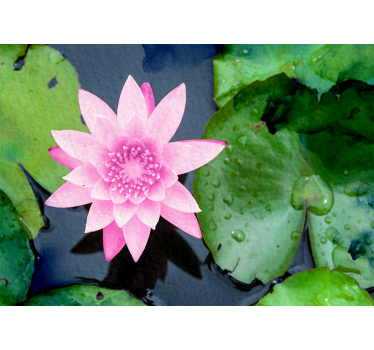 Fototapete Blumen rosa lotusblüte - TenStickers