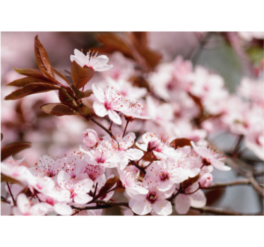 Fototapete Blumen kirschblüten-eleganz - TenStickers