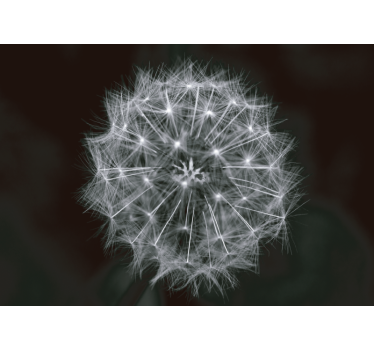 Fototapete Pusteblume Pusteblume blume grau - TenStickers