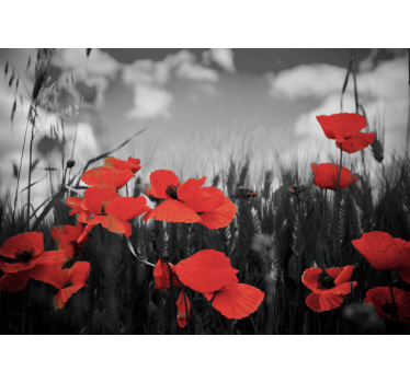 Fototapete Mohnblumen strahlende blüten - TenStickers