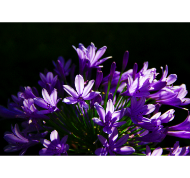 Fototapete Blumen lila florale schönheit - TenStickers