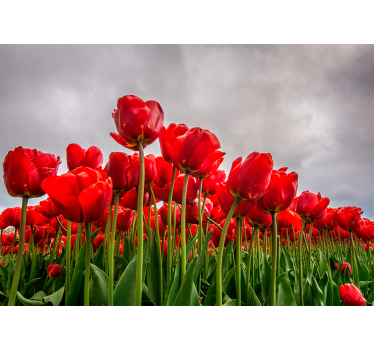 Fototapete Mohnblumen rotes tulpenfeld - TenStickers