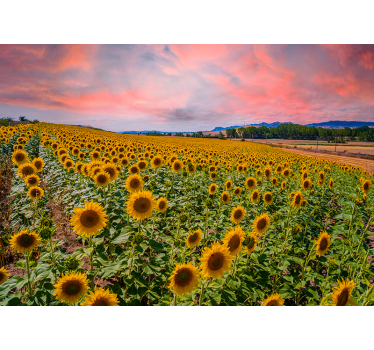 Fototapete blumen sonnenblumenfeld aussicht - TenStickers