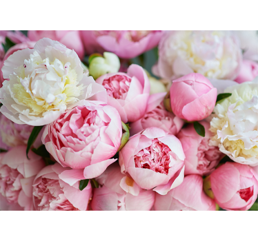 Fototapete blumen pfingstrose kollektion - TenStickers