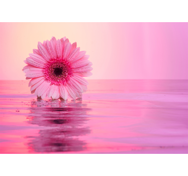 Fototapete Mohnblumen spiegelung einer rosa blume - TenStickers