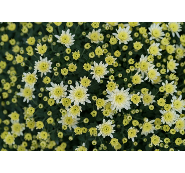 Fototapete blumen leuchtend gelbe blüten - TenStickers
