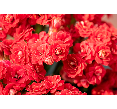 Fototapete Blumen rote blume blüte - TenStickers