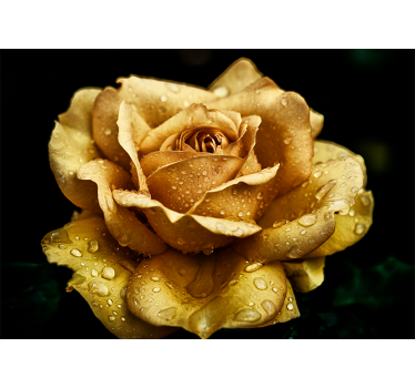 Fototapete Mohnblumen elegante taufrische blüte - TenStickers