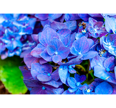 Fototapete Blumen lebendige hortensienblüten - TenStickers