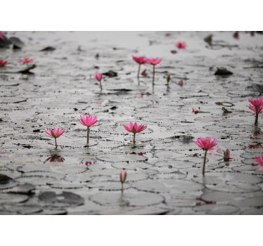 Fototapete blumen pinke lotusblüten - TenStickers