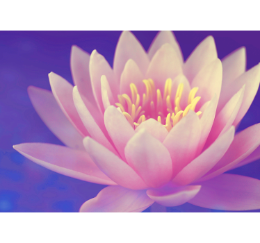 Fototapete mohnblumen elegante seerose - TenStickers