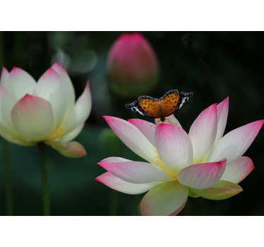 Fototapete Blumen elegante lotusblüte - TenStickers