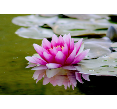 Fototapete Blumen anmutiger rosa lotus - TenStickers